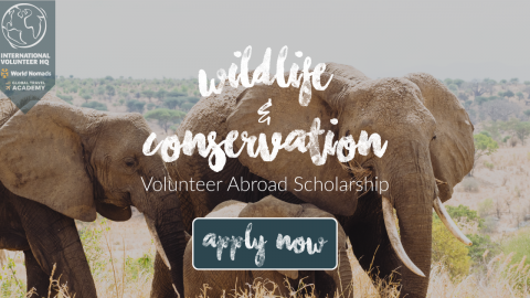 Closed: IVHQ’s Wildlife & Conservation Volunteer Abroad Scholarship 2018/2019