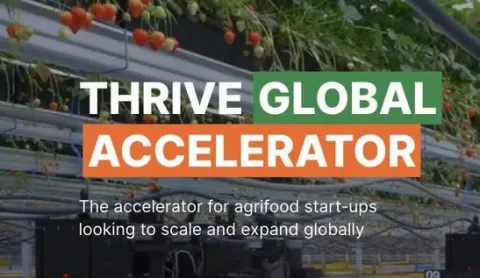 THRIVE GLOBAL ACCELERATOR PROGRAM (2024)